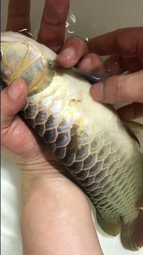 龍魚炸鱗圖片嚴(yán)重，龍魚炸鱗嚴(yán)重影響生存質(zhì)量和觀賞價(jià)值，龍魚炸鱗應(yīng)急處理清單