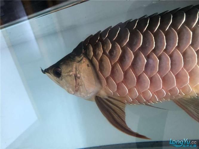 龍魚炸鱗圖片嚴(yán)重，龍魚炸鱗嚴(yán)重影響生存質(zhì)量和觀賞價(jià)值，龍魚炸鱗應(yīng)急處理清單