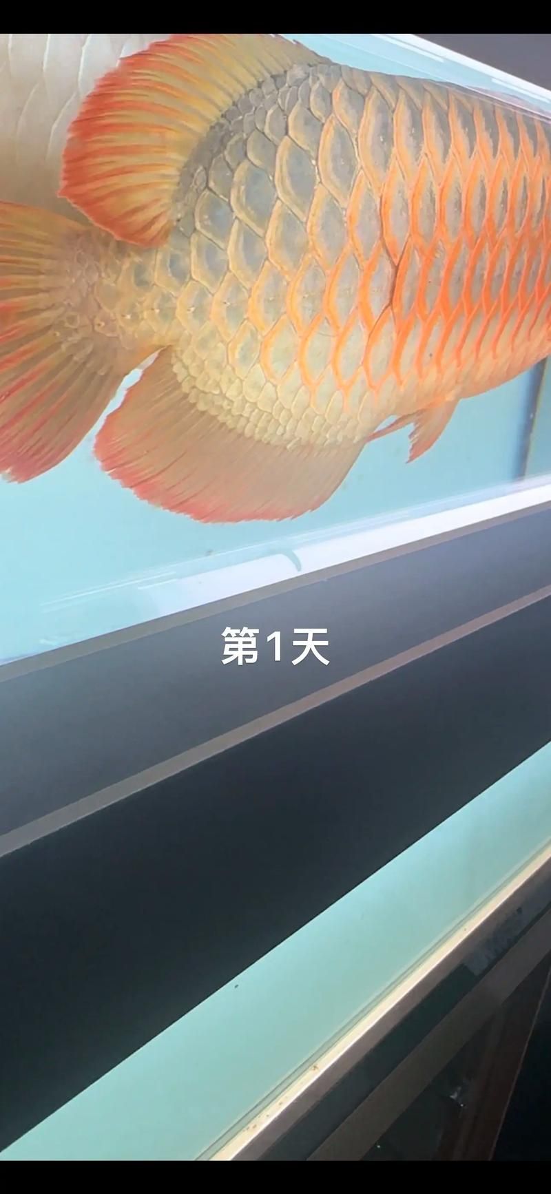 龍魚炸鱗圖片嚴(yán)重，龍魚炸鱗嚴(yán)重影響生存質(zhì)量和觀賞價(jià)值，龍魚炸鱗應(yīng)急處理清單