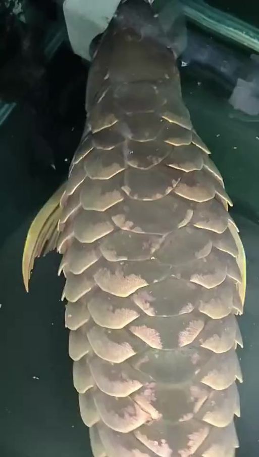 龍魚炸鱗圖片嚴(yán)重，龍魚炸鱗嚴(yán)重影響生存質(zhì)量和觀賞價(jià)值，龍魚炸鱗應(yīng)急處理清單