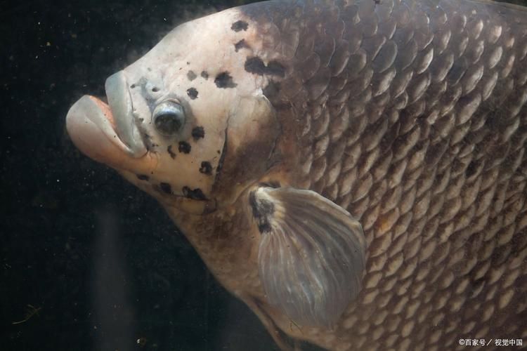 龍魚炸鱗圖片嚴(yán)重，龍魚炸鱗嚴(yán)重影響生存質(zhì)量和觀賞價(jià)值，龍魚炸鱗應(yīng)急處理清單