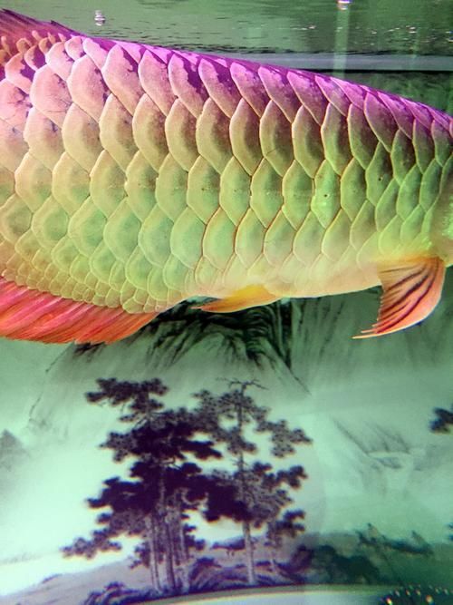 龍魚炸鱗圖片嚴(yán)重，龍魚炸鱗嚴(yán)重影響生存質(zhì)量和觀賞價(jià)值，龍魚炸鱗應(yīng)急處理清單