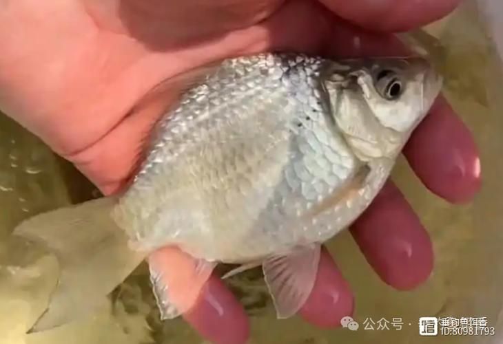 元寶鯽，元寶鯽（carassiusauratus）