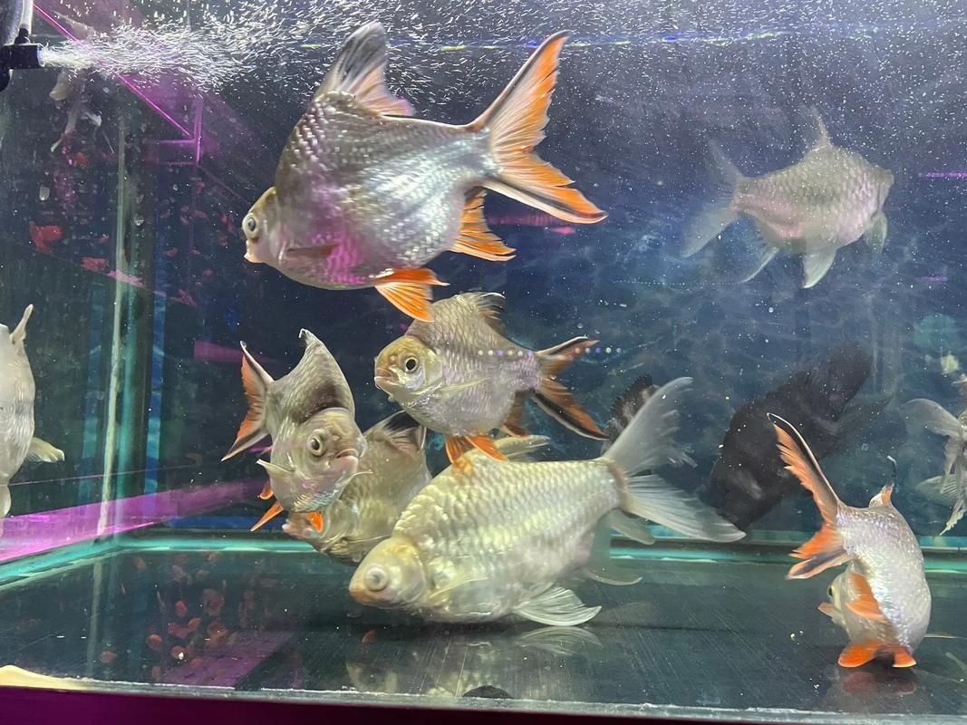 元寶鯽，元寶鯽（carassiusauratus）