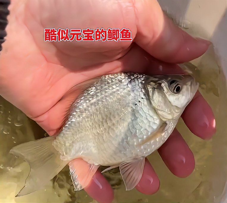 元寶鯽，元寶鯽（carassiusauratus）