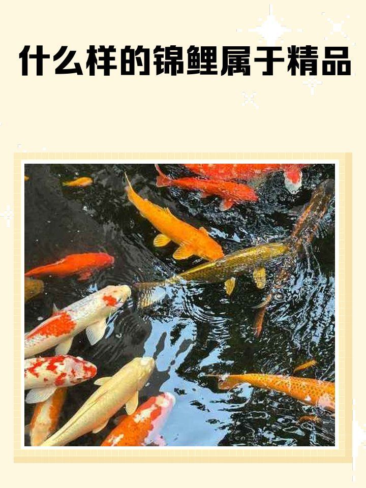 有哪些錦鯉品種值得挑選，如何挑選一只錦鯉？