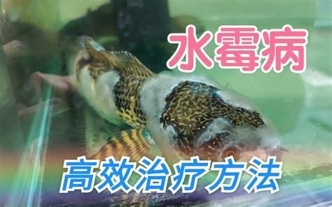 龍魚黑霉病圖片，龍魚黑霉病怎么辦