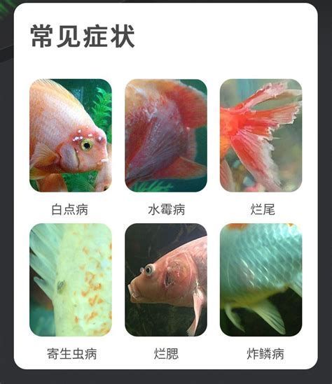 龍魚黑霉病圖片，龍魚黑霉病怎么辦