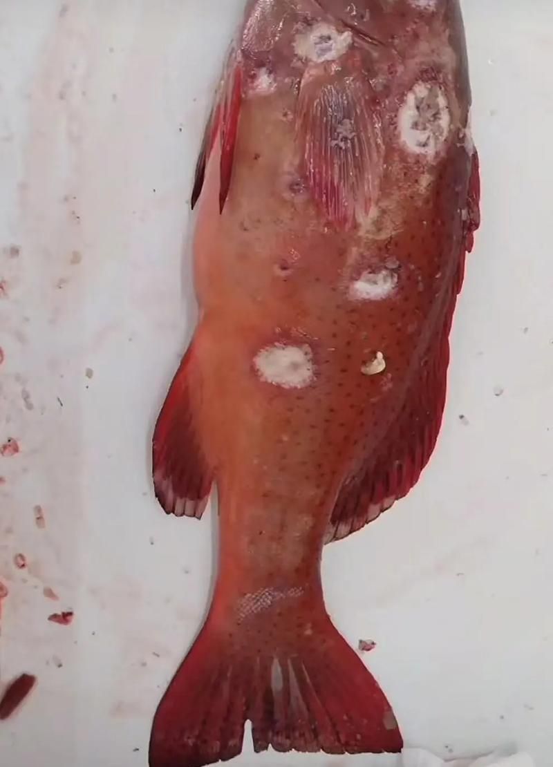 如何預防和治療寄生蟲性爛鰓病