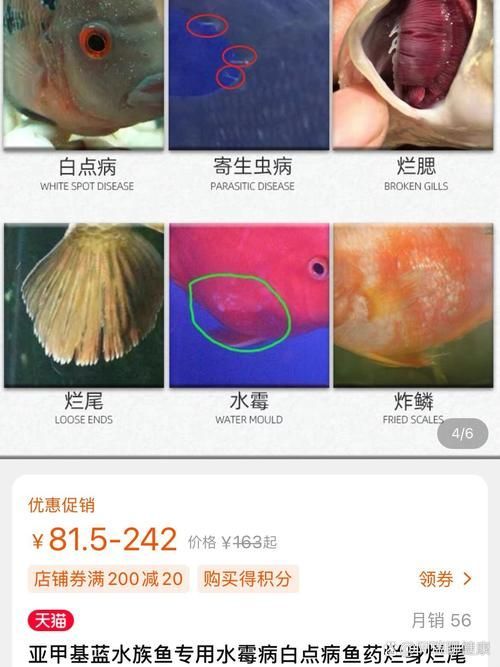 如何預防和治療寄生蟲性爛鰓病