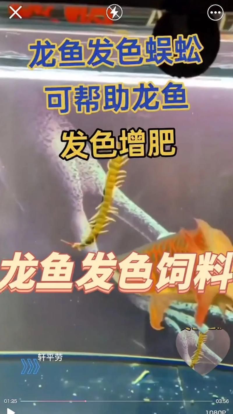 給我推薦一些適合龍魚發色的餌料
