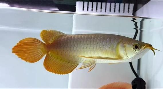 祥龍魚場賽級紅龍魚的購買流程是怎樣的，祥龍魚場賽級紅龍魚的購買流程