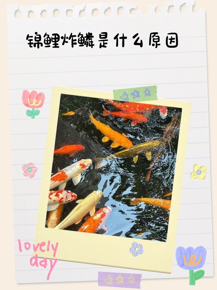 如何判斷錦鯉是否感染炸鱗病，如何判斷錦鯉是否感染炸鱗病（立鱗病/松鱗病/松鱗病）