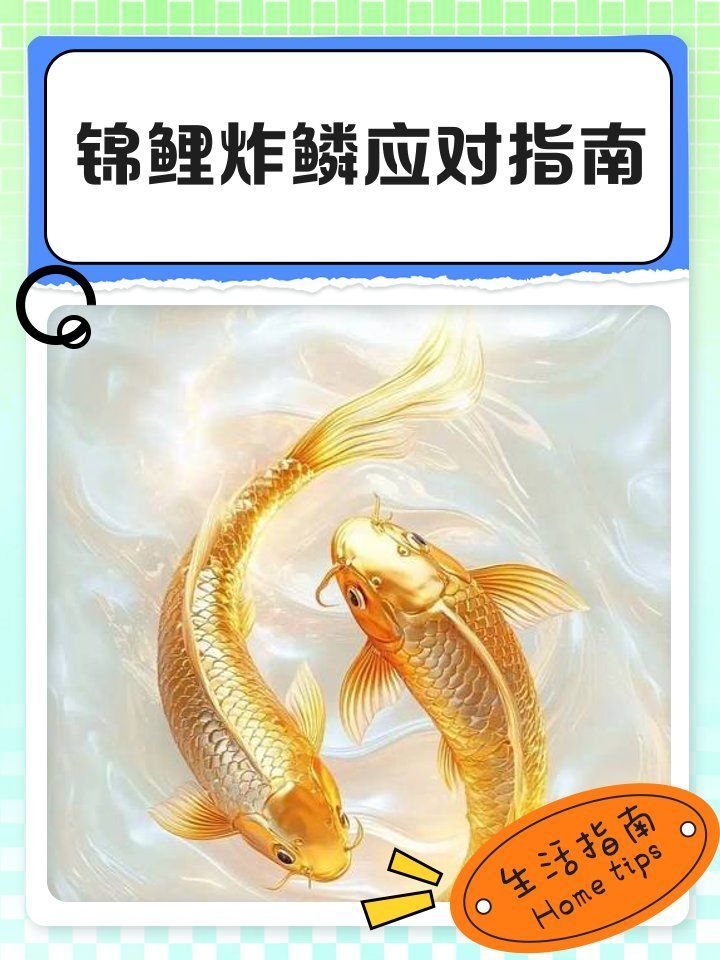 如何判斷錦鯉是否感染炸鱗病，如何判斷錦鯉是否感染炸鱗病（立鱗病/松鱗病/松鱗病）