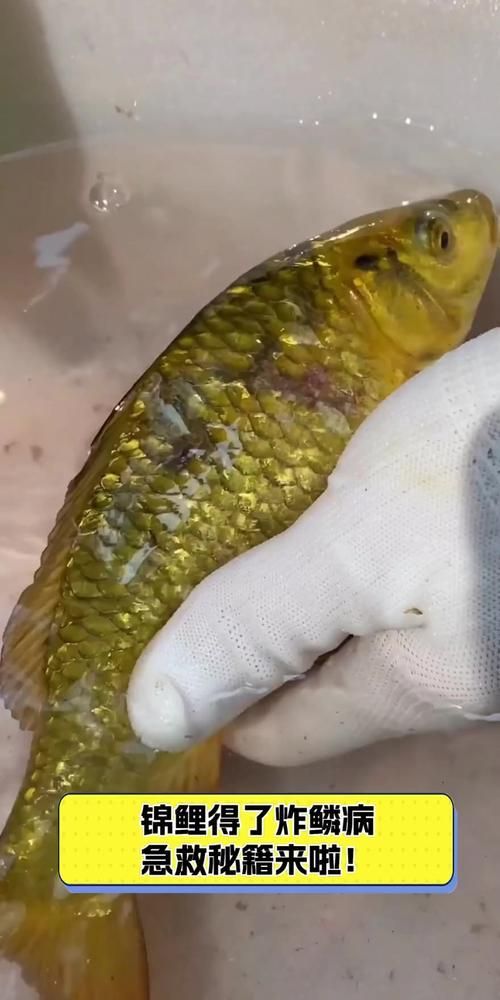 如何判斷錦鯉是否感染炸鱗病，如何判斷錦鯉是否感染炸鱗病（立鱗病/松鱗病/松鱗病）