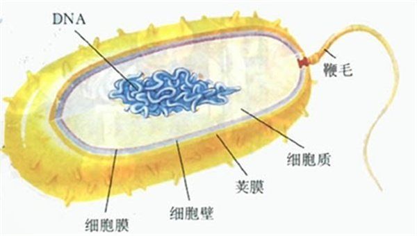 如何區(qū)分真菌和細(xì)菌的耐藥性，如何區(qū)分真菌與細(xì)菌的耐藥性