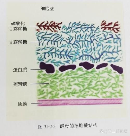 如何區(qū)分真菌和細(xì)菌的耐藥性，如何區(qū)分真菌與細(xì)菌的耐藥性