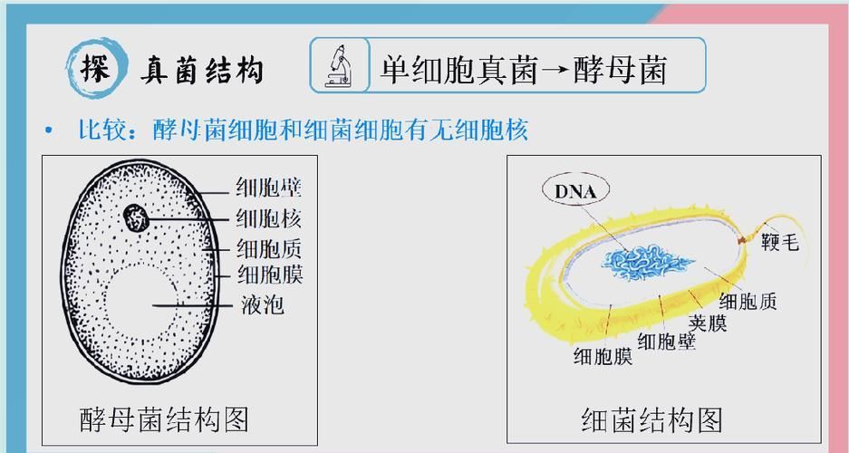 如何區(qū)分真菌和細(xì)菌的耐藥性，如何區(qū)分真菌與細(xì)菌的耐藥性
