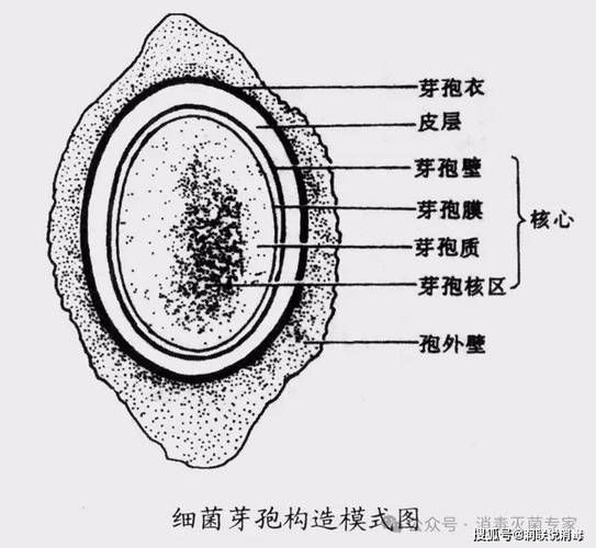 如何區(qū)分真菌和細(xì)菌的耐藥性，如何區(qū)分真菌與細(xì)菌的耐藥性