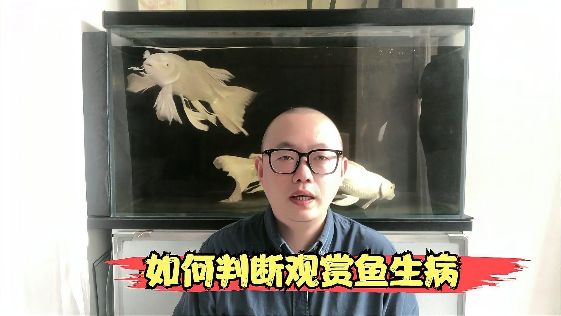 如何判斷觀賞魚是否生病，如何判斷魚是否生病