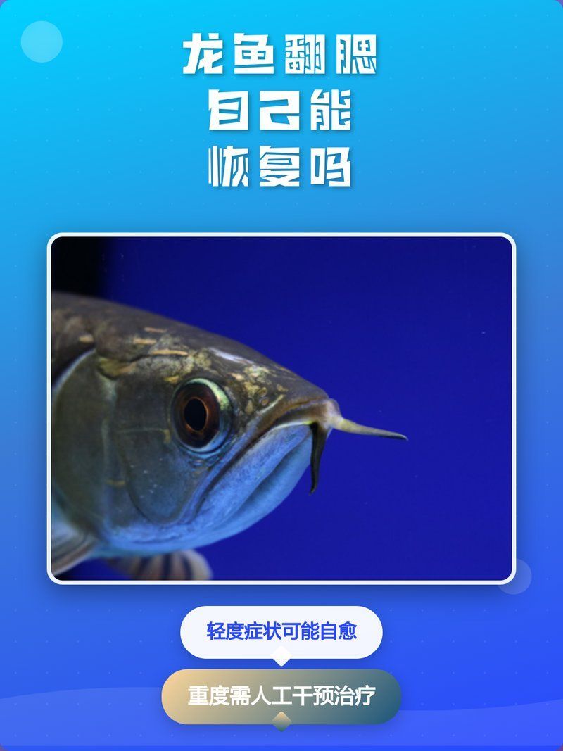 龍魚翻鰓能自愈嗎，龍魚翻鰓能自愈嗎,龍魚翻腮能自愈嗎