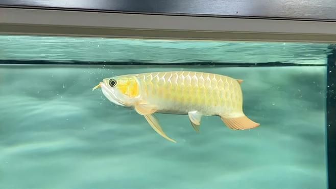 有哪些龍魚品種的吃食視頻推薦，水族箱中的龍魚品種龍魚品種中的特別引人注目