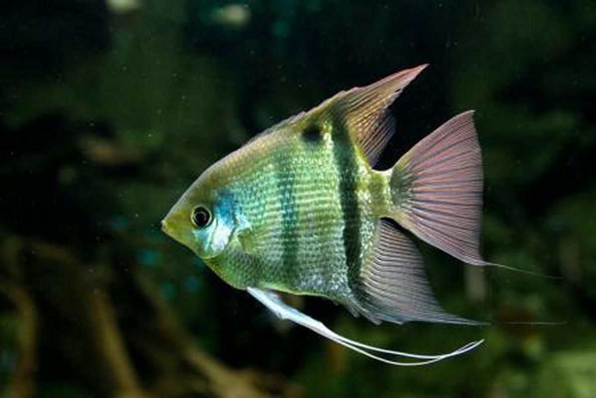 如何區分真假喀麥隆恐龍魚？，如何區分喀麥隆恐龍魚