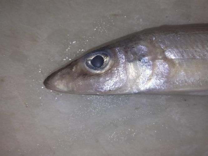 如何區分真假喀麥隆恐龍魚？，如何區分喀麥隆恐龍魚