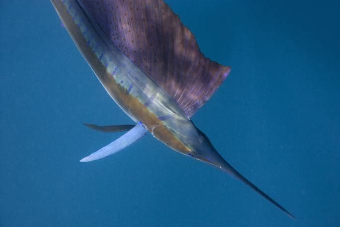 如何區分真假喀麥隆恐龍魚？，如何區分喀麥隆恐龍魚