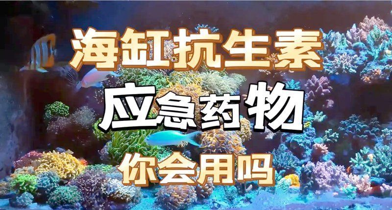 有哪些常用的海水魚(yú)細(xì)菌感染藥物，海水魚(yú)細(xì)菌感染的使用指南