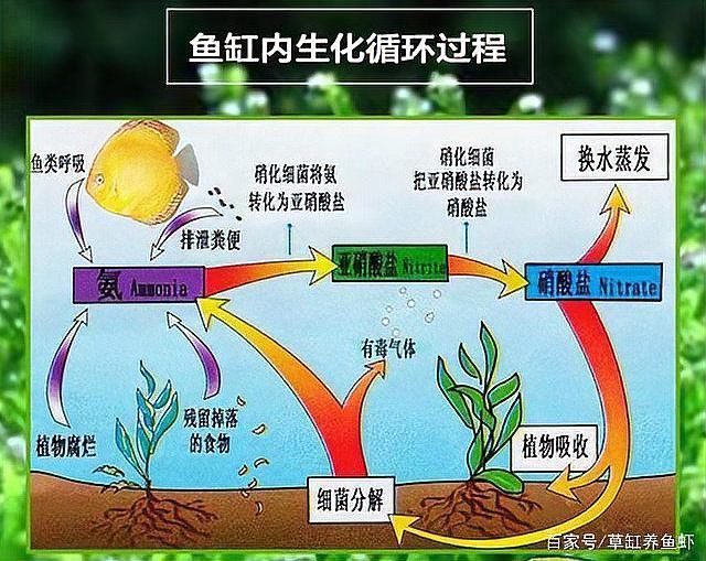 有哪些方法可以降低硝酸鹽濃度，arxiv論文助手降低硝酸鹽濃度的多種方法詳解