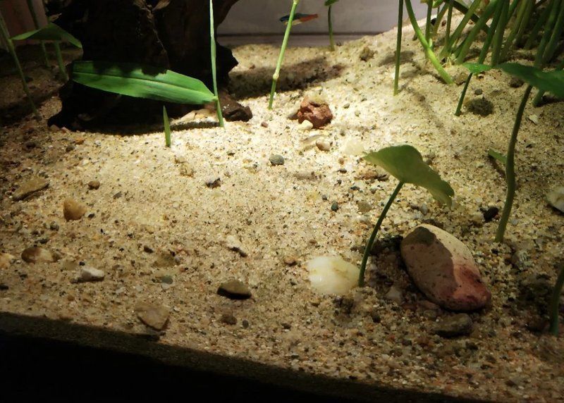 如何判斷魚缸糞便是否過多，判斷魚缸糞便是否過多是養魚愛好者經常遇到的問題