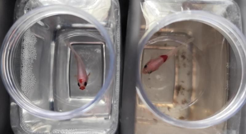 如何判斷魚缸糞便是否過多，判斷魚缸糞便是否過多是養魚愛好者經常遇到的問題