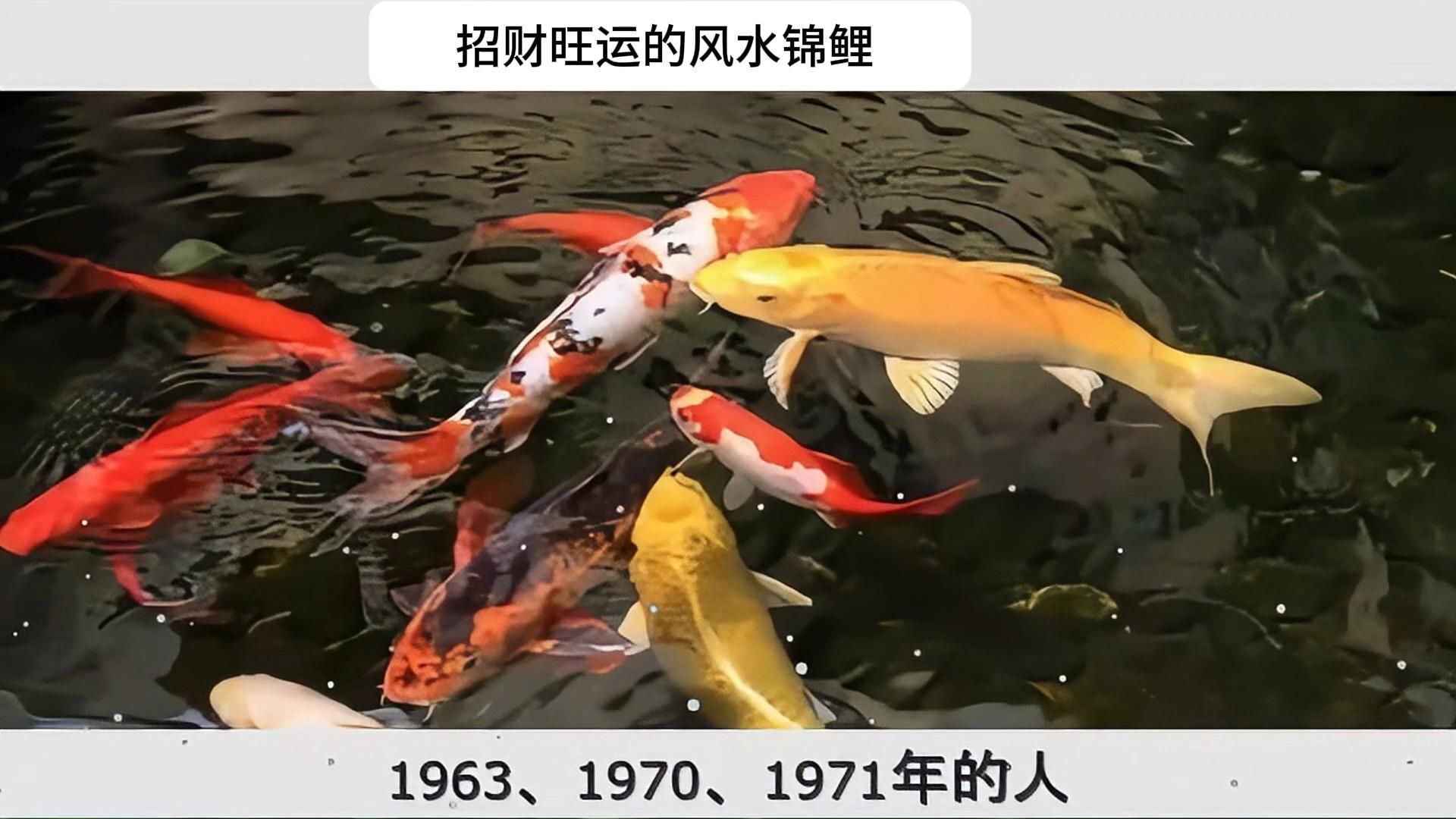 龍魚和錦鯉哪個(gè)風(fēng)水更好？，龍魚和錦鯉哪個(gè)風(fēng)水更好龍魚和錦鯉風(fēng)水?dāng)[放指南