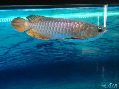 如何預防龍魚鱗片再次出現黑斑？，如何預防龍魚鱗片再次出現黑斑