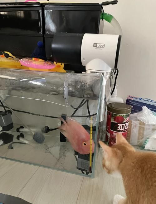 如何訓練貓不捕魚，訓練貓不捕魚