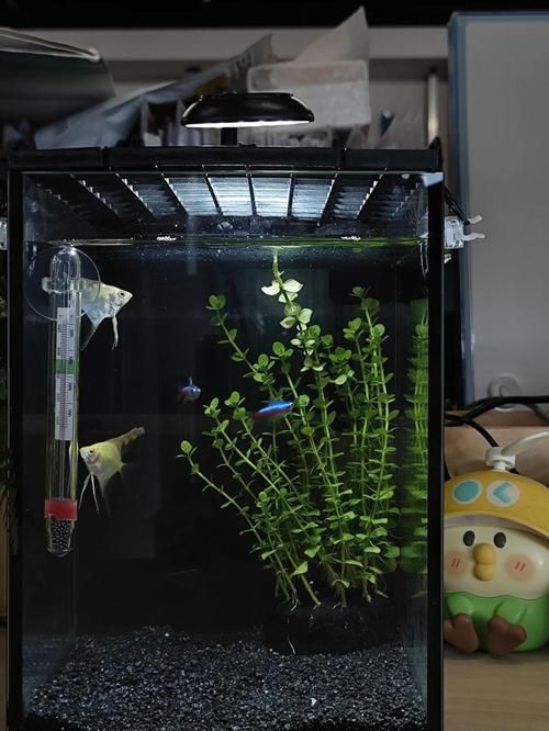如何訓練貓不捕魚，訓練貓不捕魚