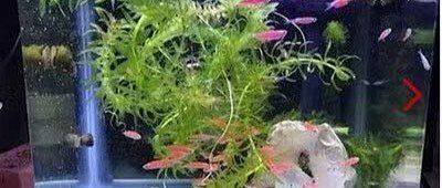 如何訓練貓不捕魚，訓練貓不捕魚