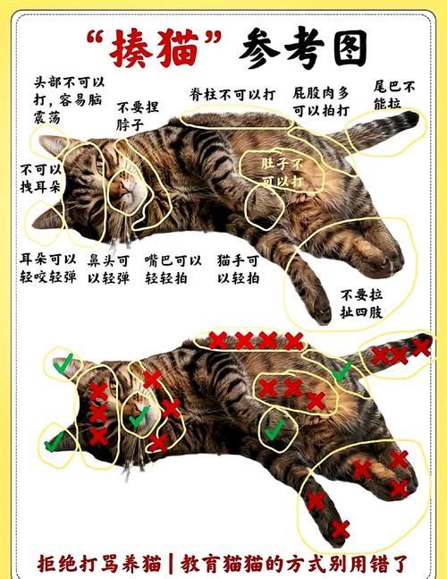 如何訓練貓不捕魚，訓練貓不捕魚