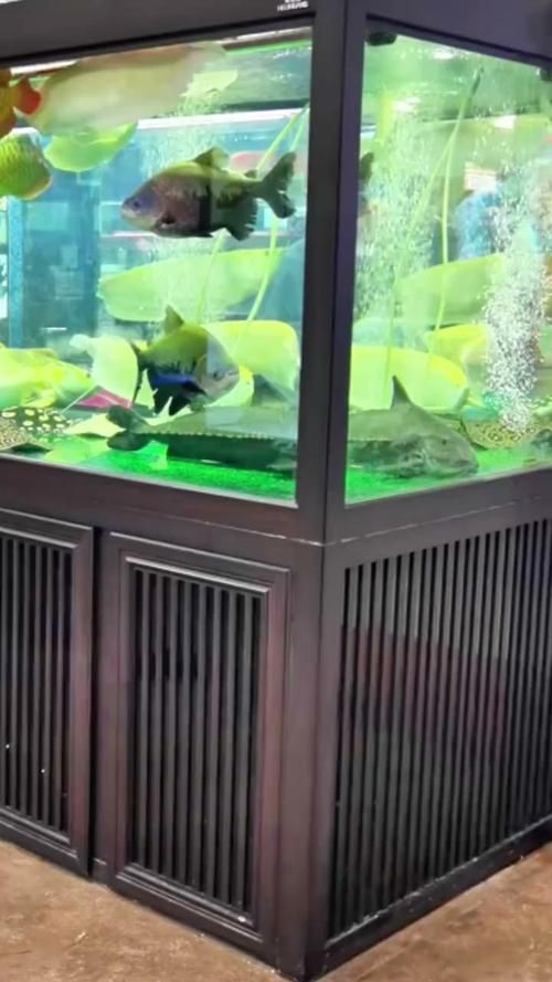 有哪些性價比高的龍魚缸品牌推薦？，高性價比的龍魚缸品牌推薦