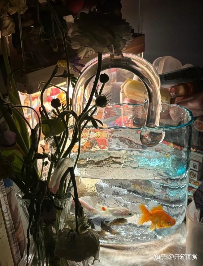 有哪些性價比高的龍魚缸品牌推薦？，高性價比的龍魚缸品牌推薦