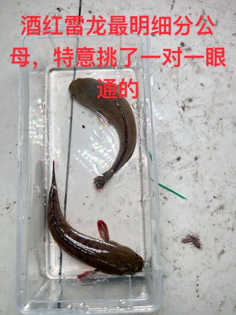 給我一些區(qū)分龍魚公母的圖片，區(qū)分龍魚公母的圖片描述：區(qū)分龍魚公母的區(qū)分龍魚公母