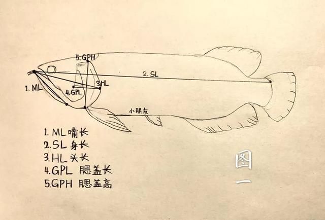 給我一些區(qū)分龍魚公母的圖片，區(qū)分龍魚公母的圖片描述：區(qū)分龍魚公母的區(qū)分龍魚公母