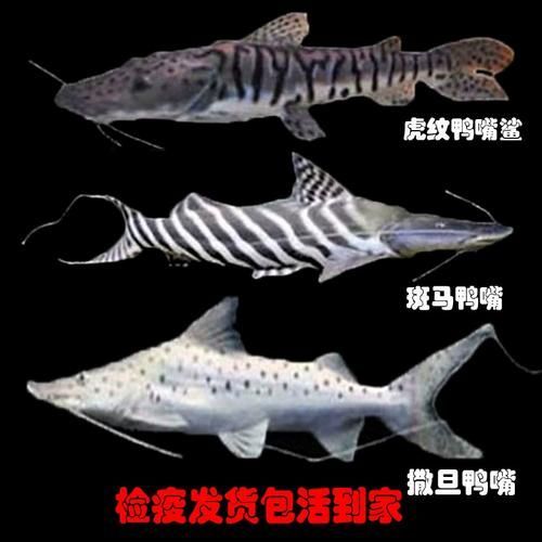 廣東鴨嘴鯊魚和祥龍魚場有何關聯？，廣東鴨嘴鯊魚與祥龍魚場之間的關聯
