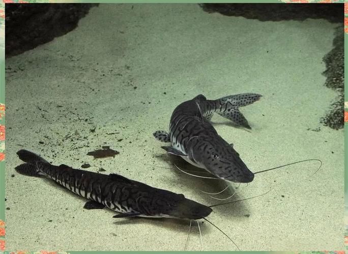 廣東鴨嘴鯊魚和祥龍魚場有何關聯？，廣東鴨嘴鯊魚與祥龍魚場之間的關聯