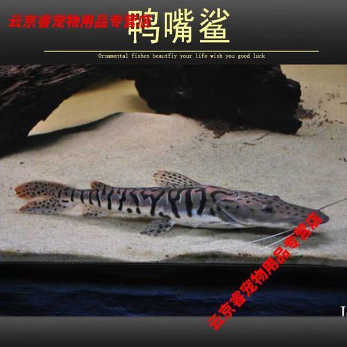 廣東鴨嘴鯊魚和祥龍魚場有何關聯？，廣東鴨嘴鯊魚與祥龍魚場之間的關聯