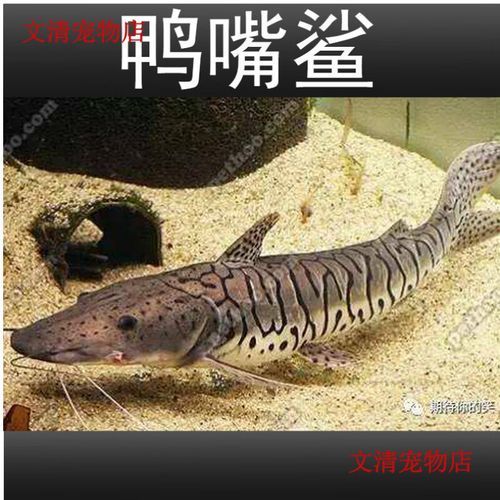 廣東鴨嘴鯊魚和祥龍魚場有何關聯？，廣東鴨嘴鯊魚與祥龍魚場之間的關聯