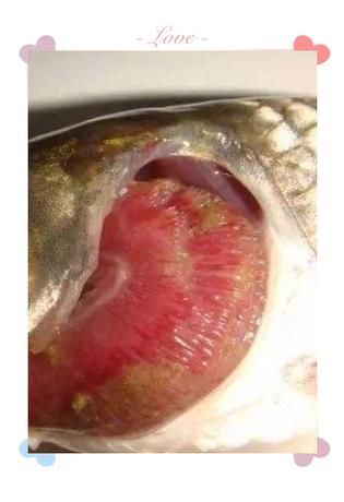 魚細菌感染用什么藥，《魚類細菌感染的系統性治療方案》