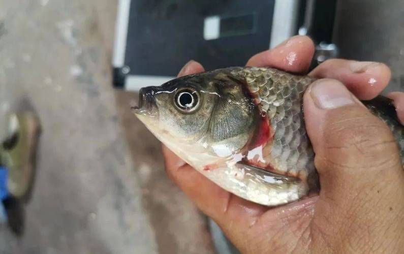 魚細菌感染用什么藥，《魚類細菌感染的系統性治療方案》