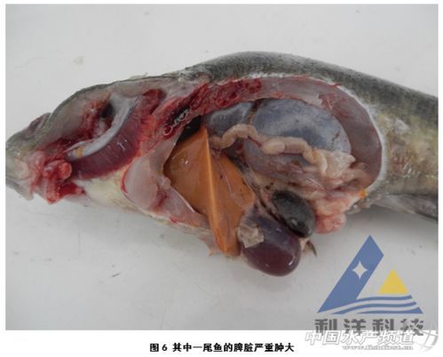 魚細菌感染用什么藥，《魚類細菌感染的系統性治療方案》